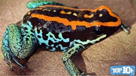 Phyllobates vittatus-entre-las-especies-de-sapos-mas-venenosos-del-mundo