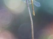 Sympetrum striolatum (common darter dragonfly)