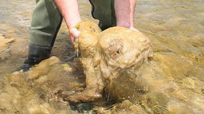 El “moco de roca” no se puede erradicar y redoblan los controles