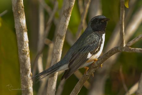 Reinita azulada ( Black-throated Blue Warbler) Setophaga caerulescens (Gmelin, JF, 1789)