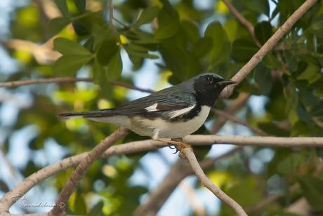 Reinita azulada ( Black-throated Blue Warbler) Setophaga caerulescens (Gmelin, JF, 1789)