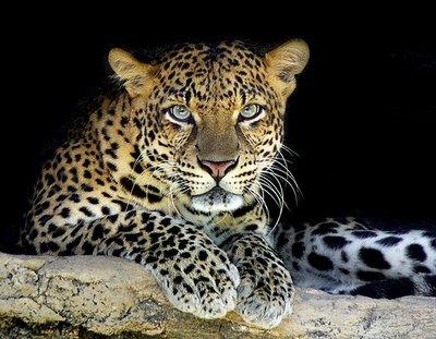 TEORÍA MATEMÁTICA SOBRE LA FORMACIÓN DE LAS RAYAS DEL TIGRE TEORÍA MATEMÁTICA SOBRE LA FORMACIÓN DE LAS RAYAS DEL TIGRE