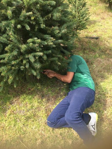 Ya listos para la navidad