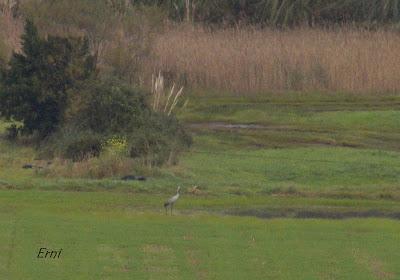 GRULLA Y CHARRÁN ÁRTICO EN CANTABRIA