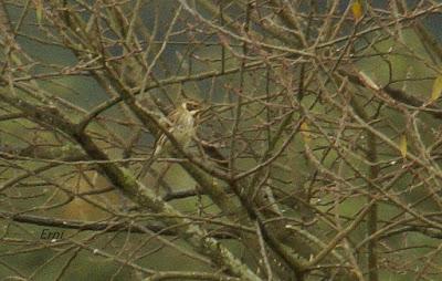 GRULLA Y CHARRÁN ÁRTICO EN CANTABRIA