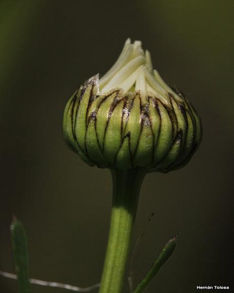 Flores silvestres