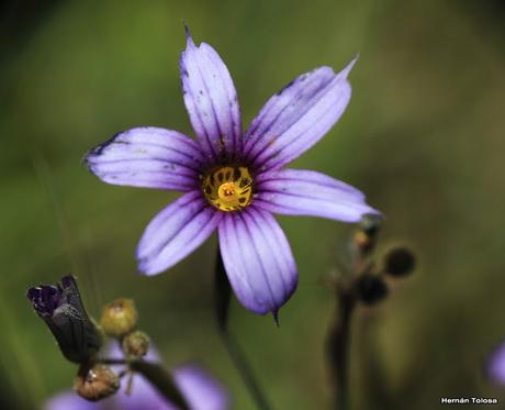 Flores silvestres