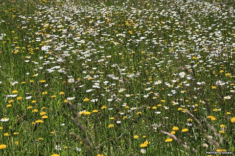 Flores silvestres