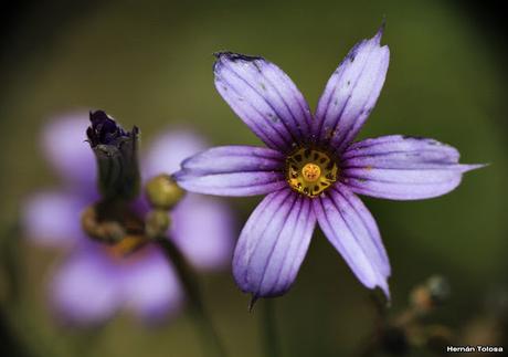 Flores silvestres