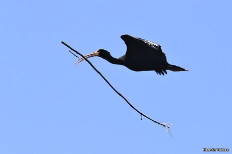 Reserva Natural Laguna de San Vicente (noviembre de  2017)