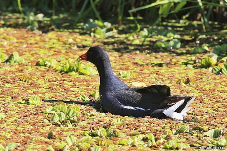 Reserva Natural Laguna de San Vicente (noviembre de  2017)