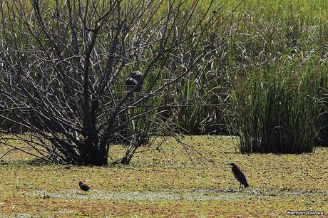 Reserva Natural Laguna de San Vicente (noviembre de  2017)