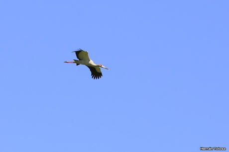 Reserva Natural Laguna de San Vicente (noviembre de  2017)