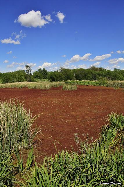 Reserva Natural Laguna de San Vicente (noviembre de  2017)