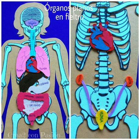 Paso a Paso : El Cuerpo Humano . Colaboración de Crea2conpasión.