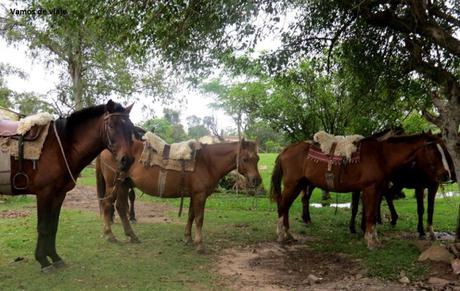 ESTEROS DEL IBERA. EL VIAJE QUE TE CAMBIA. CORRIENTES. Argentina