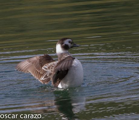 CLANGULA HYEMALIS: HAVELDAS EN LAUKARIZ