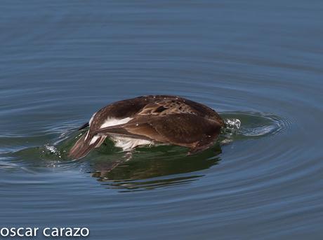 CLANGULA HYEMALIS: HAVELDAS EN LAUKARIZ