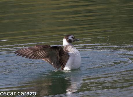 CLANGULA HYEMALIS: HAVELDAS EN LAUKARIZ