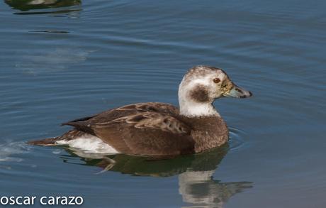 CLANGULA HYEMALIS: HAVELDAS EN LAUKARIZ