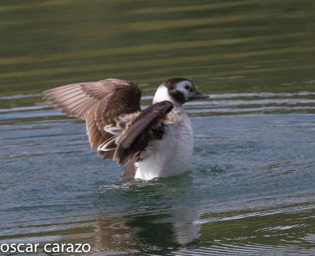 CLANGULA HYEMALIS: HAVELDAS EN LAUKARIZ