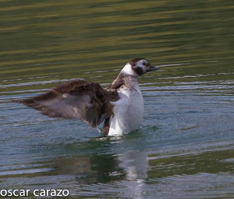 CLANGULA HYEMALIS: HAVELDAS EN LAUKARIZ