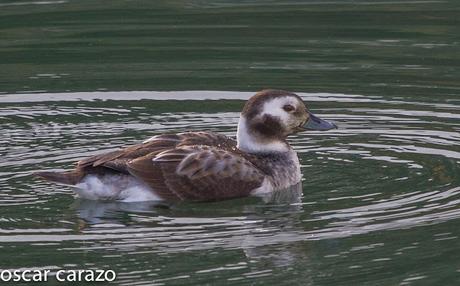 CLANGULA HYEMALIS: HAVELDAS EN LAUKARIZ