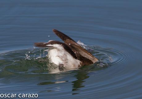 CLANGULA HYEMALIS: HAVELDAS EN LAUKARIZ