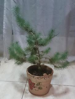 Bonsais y vecinos : 2 plantones de Pino Bonsais y vecinos : 2 plantones de Pino