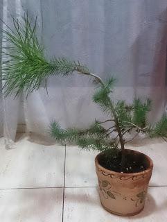 Bonsais y vecinos : 2 plantones de Pino Bonsais y vecinos : 2 plantones de Pino
