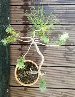 Bonsais y vecinos : 2 plantones de Pino Bonsais y vecinos : 2 plantones de Pino