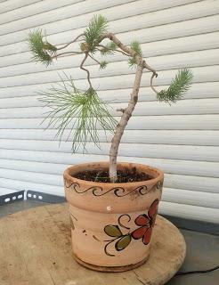 Bonsais y vecinos : 2 plantones de Pino Bonsais y vecinos : 2 plantones de Pino
