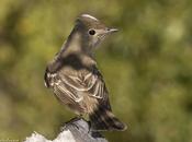 Fiofío Silbón (White-crested Elaenia) Elaenia albiceps (D´Orbigny Lafresnaye, 1837)