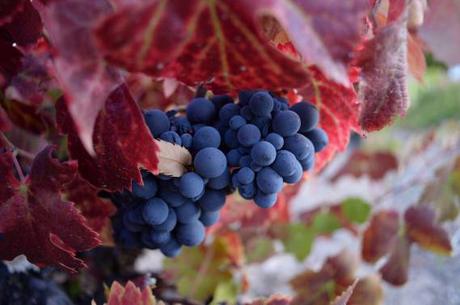 Sin Blanca Juan Garcia 2015