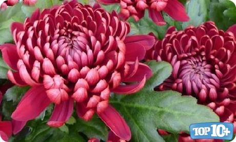 Crisantemos Crisantemos-entre-las-10-flores-mas-hermosas-del-mundo