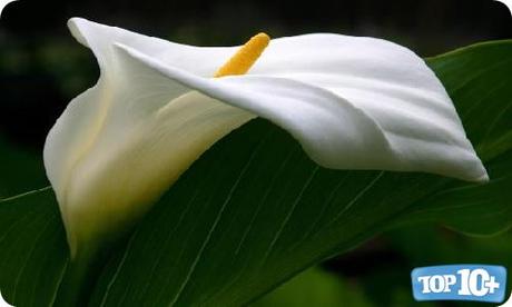 Alcatraz-entre-las-10-flores-mas-hermosas-del-mundo