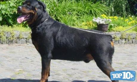 Rottweiler-entre-las-razas-de-perros-que-viven-menos-tiempo