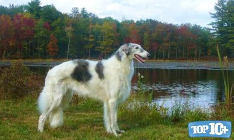 Borzoi-entre-las-razas-de-perros-que-viven-menos-tiempo