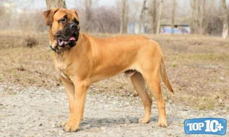 Bullmastiff-entre-las-razas-de-perros-que-viven-menos-tiempo 