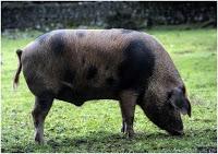 El cerdo más exquisito del mundo