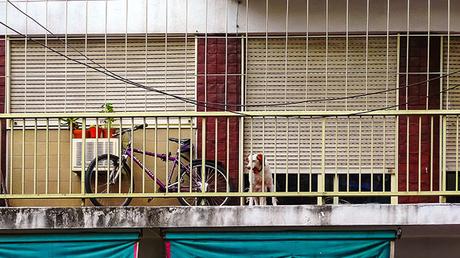 Una bicicleta y un perro tras las rejas en un balcón.