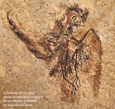 El sorprendente legado de un fósil