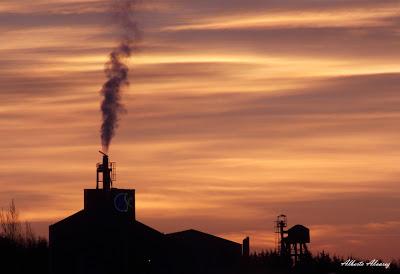 Los animales como testigos de la contaminación Los animales como testigos de la contaminación