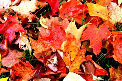 Los colores del otoño Los colores del otoño