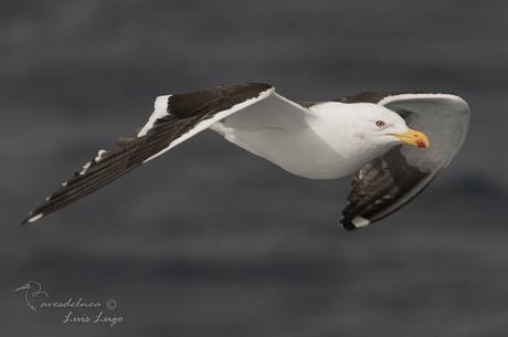 Gaviota cocinera (Kelp Gull) Larus dominicanus