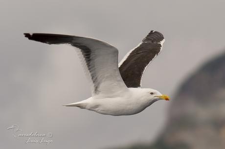 Gaviota cocinera (Kelp Gull) Larus dominicanus