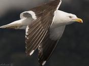 Gaviota cocinera (Kelp Gull) Larus dominicanus