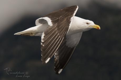 Gaviota cocinera (Kelp Gull) Larus dominicanus