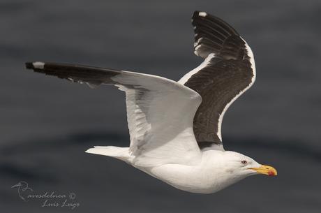 Gaviota cocinera (Kelp Gull) Larus dominicanus