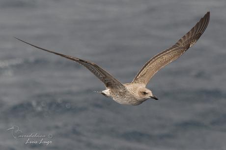 Gaviota cocinera (Kelp Gull) Larus dominicanus